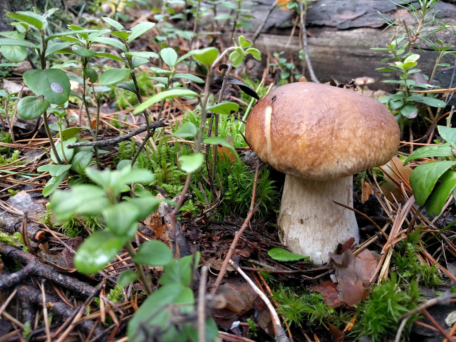 morning catch - My, Mushrooms, Nature, Photo, The photo, Switzerland, Forest, Food, Text, Longpost