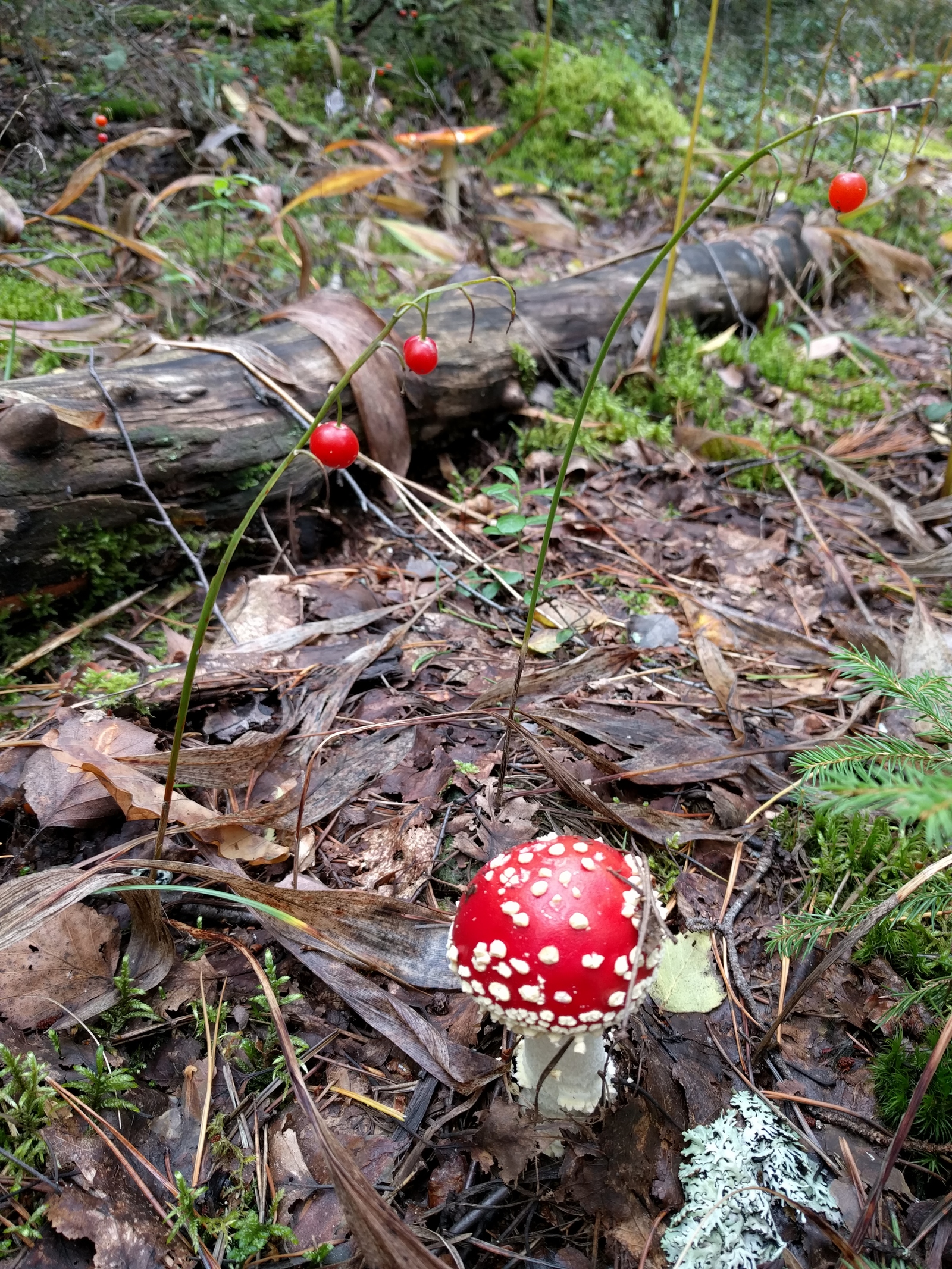 morning catch - My, Mushrooms, Nature, Photo, The photo, Switzerland, Forest, Food, Text, Longpost