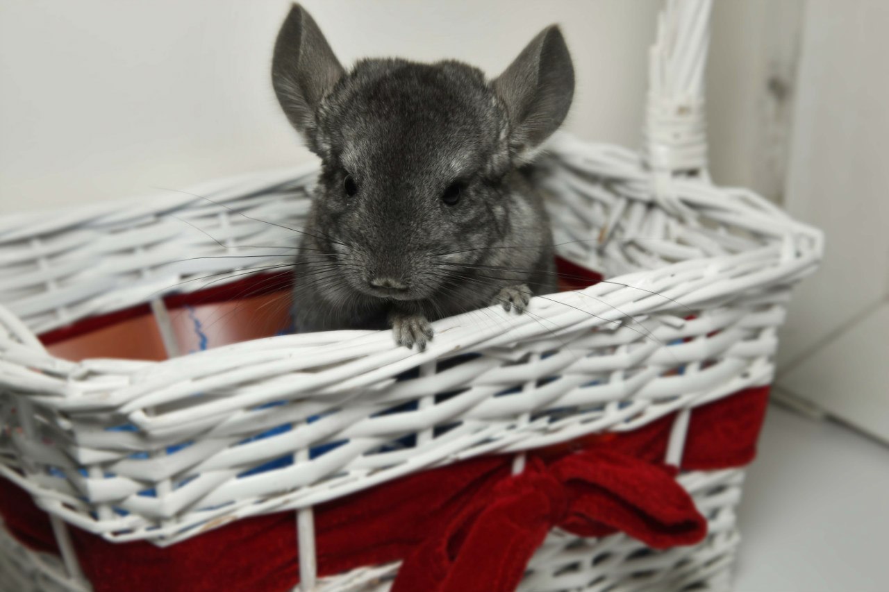 I'll give you a chinchilla for free :3 - My, Chinchilla, I will give, Is free, Moscow, In good hands, Longpost