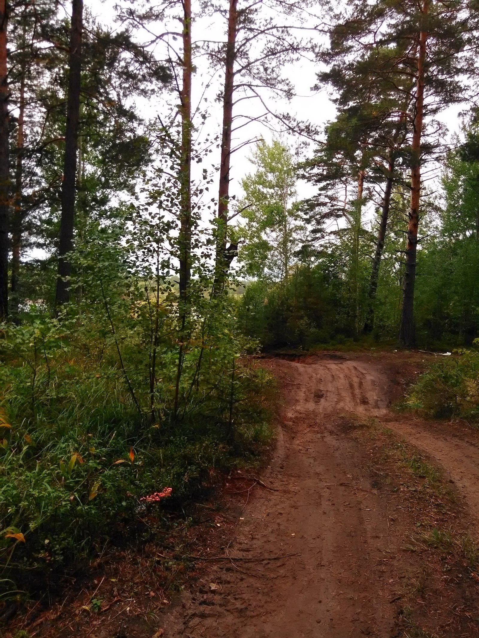 It's good that it's not a squirrel... or how to open a brick factory in the forest - My, Bricks, Forest, Photo, My, The fright, Elk, Longpost