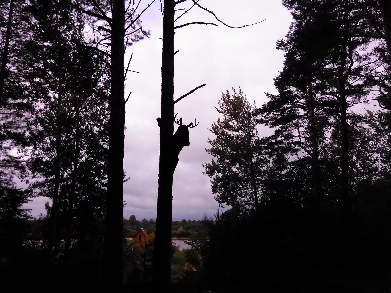 It's good that it's not a squirrel... or how to open a brick factory in the forest - My, Bricks, Forest, Photo, My, The fright, Elk, Longpost