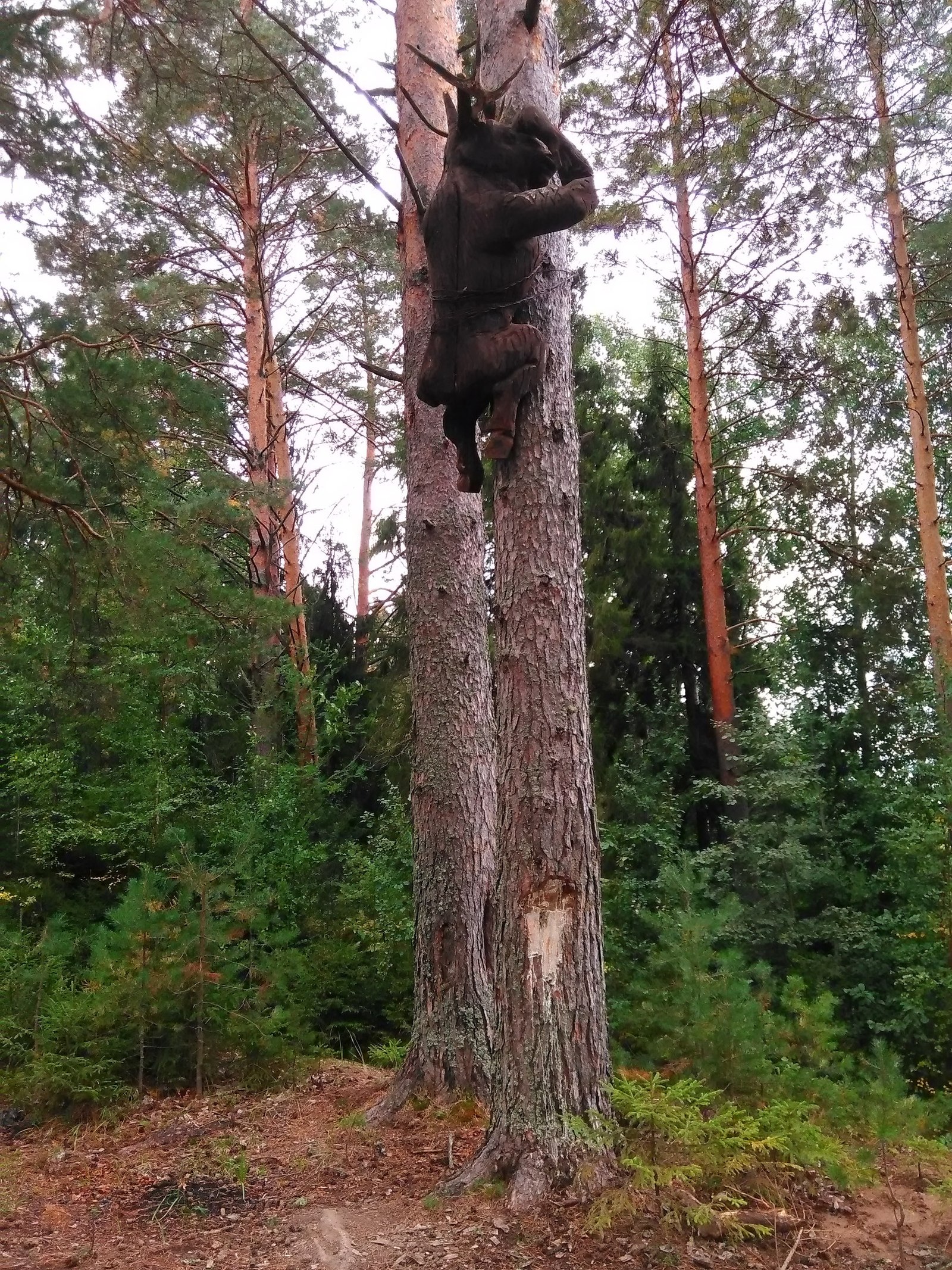 It's good that it's not a squirrel... or how to open a brick factory in the forest - My, Bricks, Forest, Photo, My, The fright, Elk, Longpost