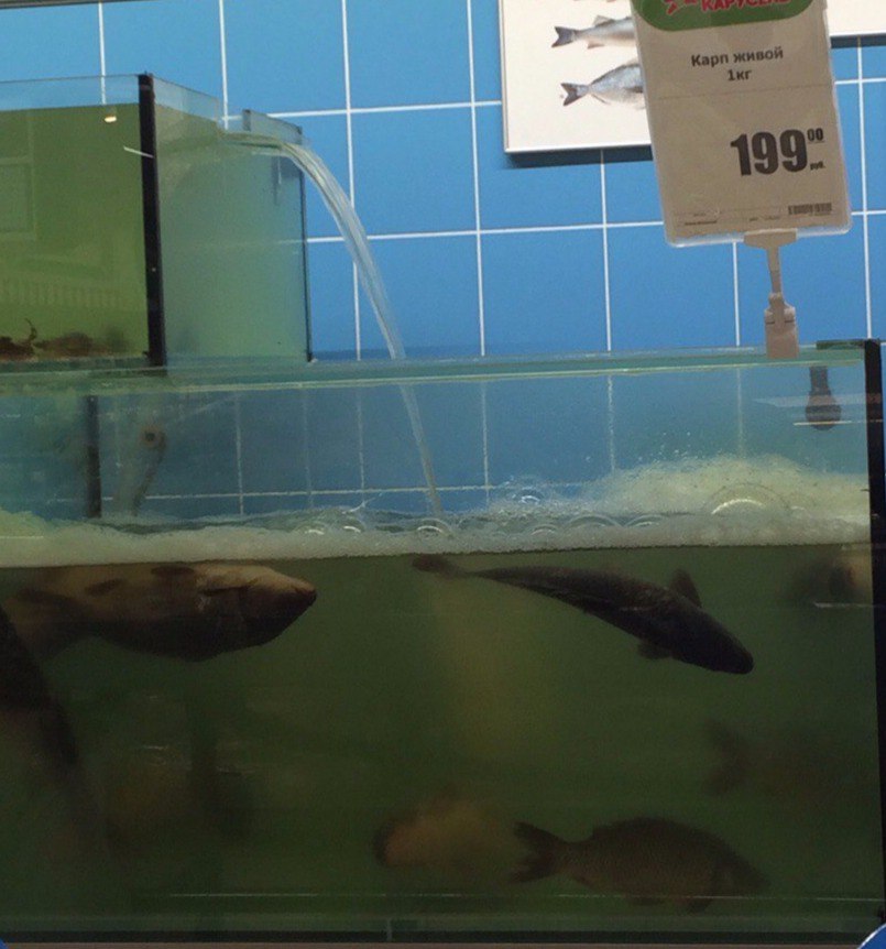 (Not really) - A fish, Live fish, Supermarket, Aquarium, Carp