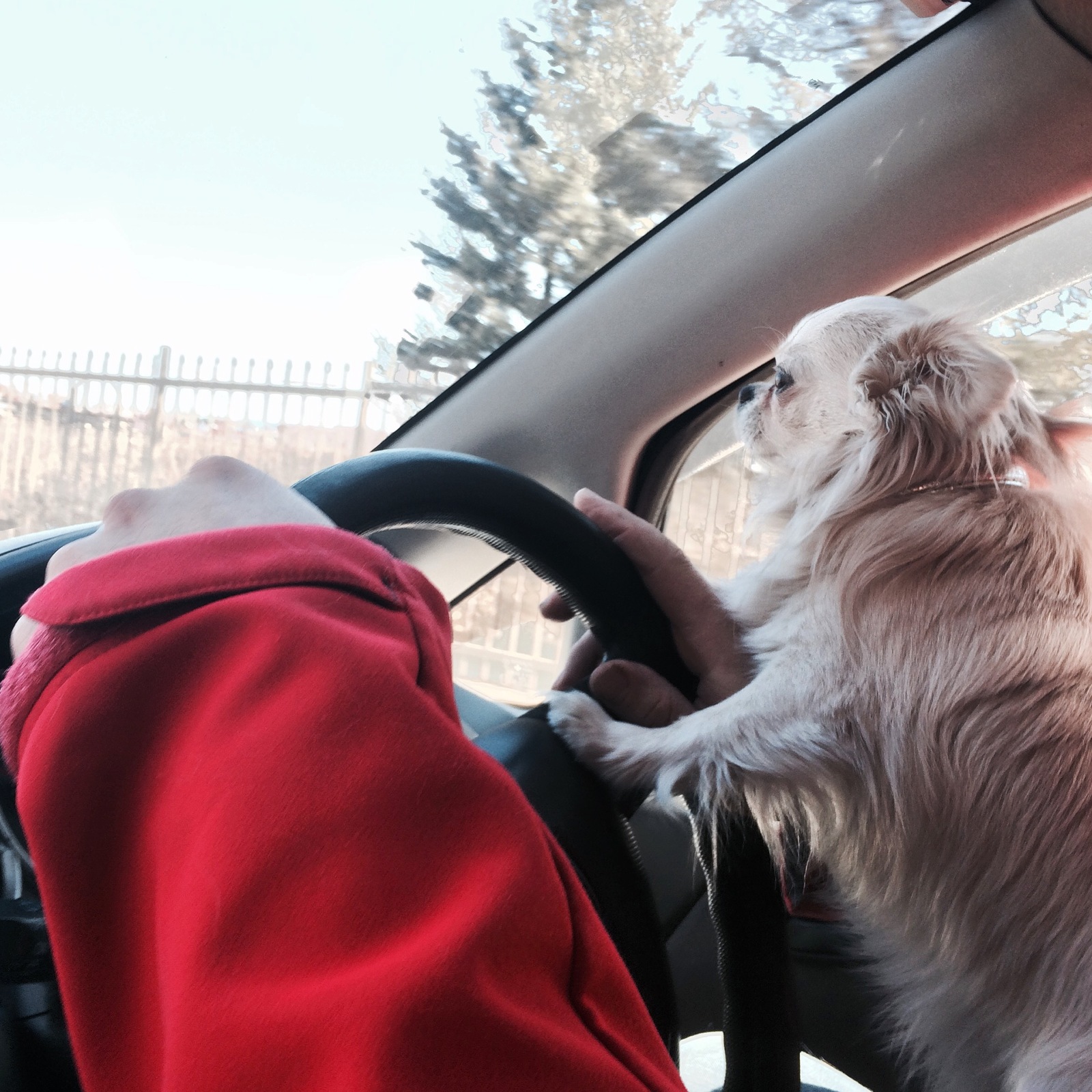 Little Navigator - My, Dogs and people, Chihuahua, Navigator, 