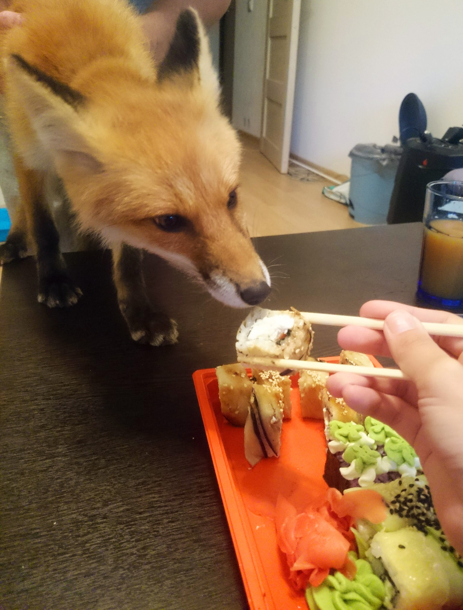 My domestic fox (foxpost) - My, Fox, Domestic fox, Longpost, Many letters