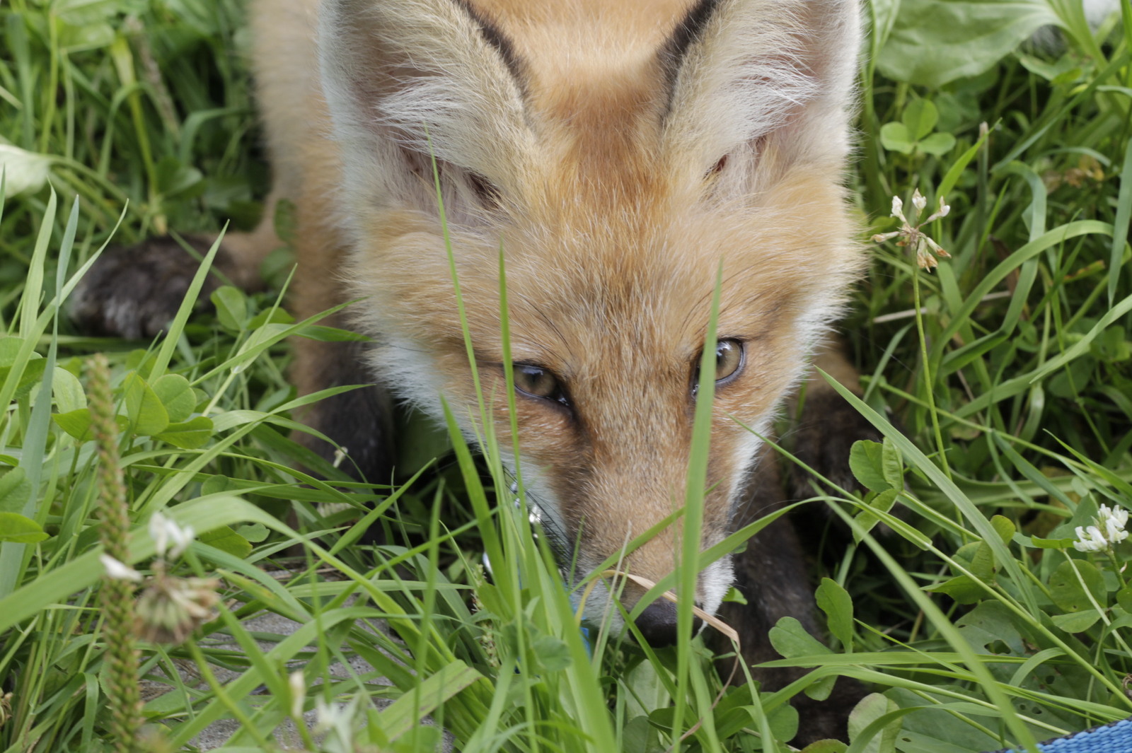 When Sonya was a fox (many photos) - My, Fox, Domestic fox, Sonya the domestic fox, Domestic foxes, Milota, Longpost