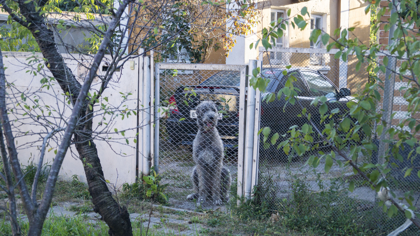 When they are waiting for you at home - My, Dog, Wookiees, Irish wolfhound