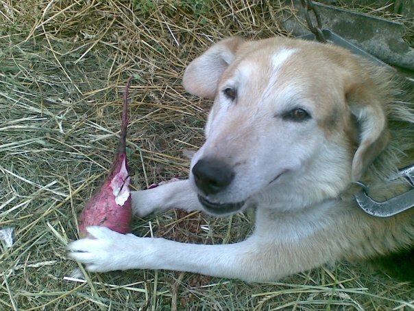 Dog-beet eater... - My, Dog, Beet, , Smile, Omnivorousness