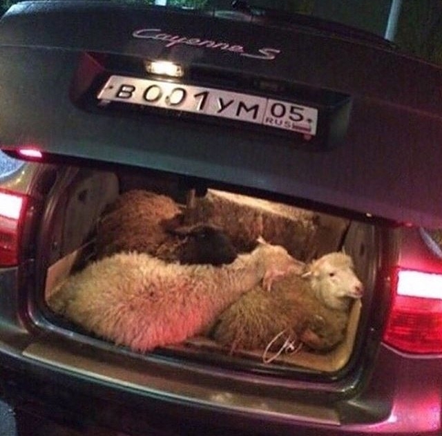 Elite sheep. - Photo, Porsche cayenne, Rams