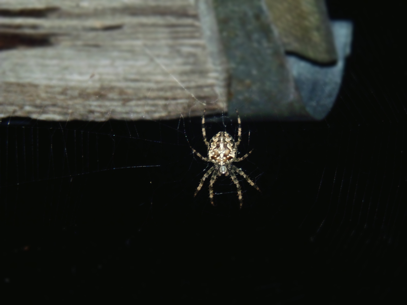 Just photographed in the yard. - My, Spider, Arachnophobia