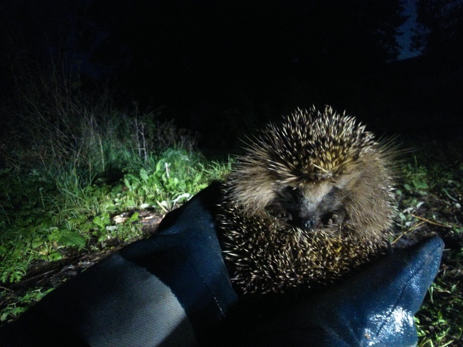 Our shy - My, Hedgehog, Animals, Longpost