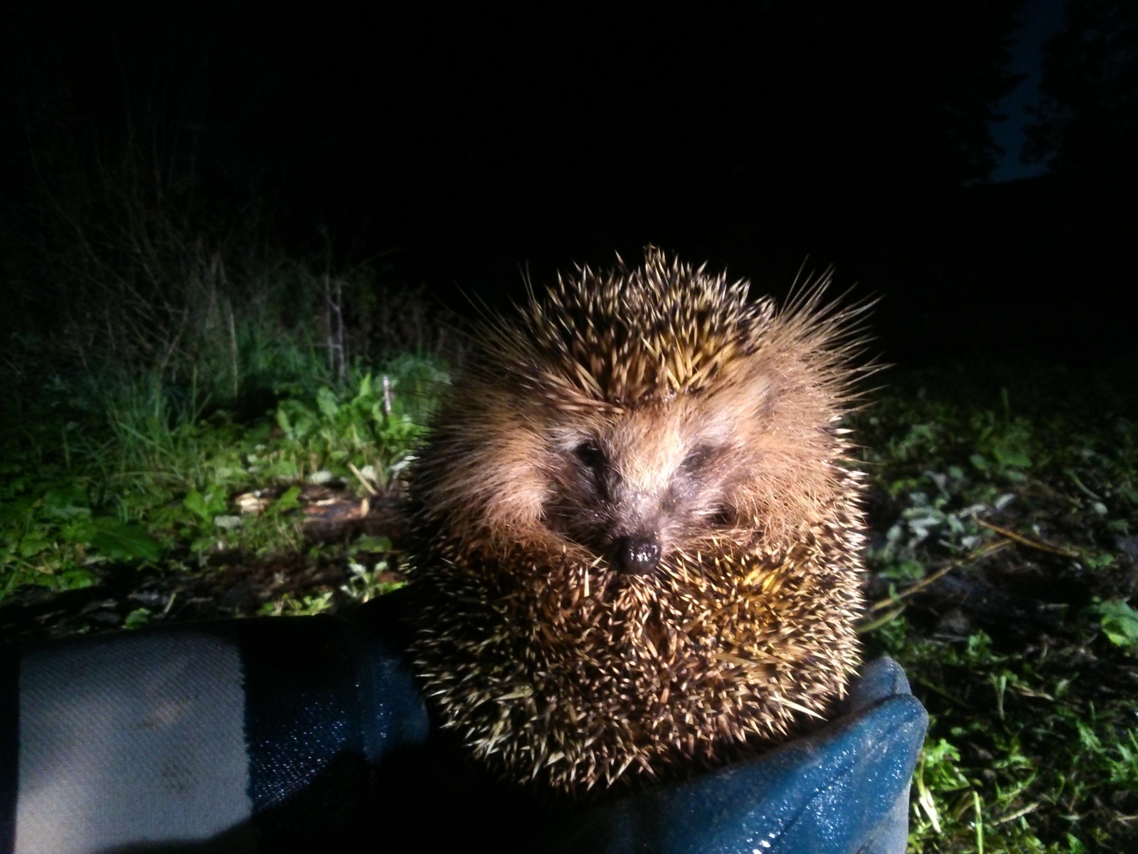 Our shy - My, Hedgehog, Animals, Longpost