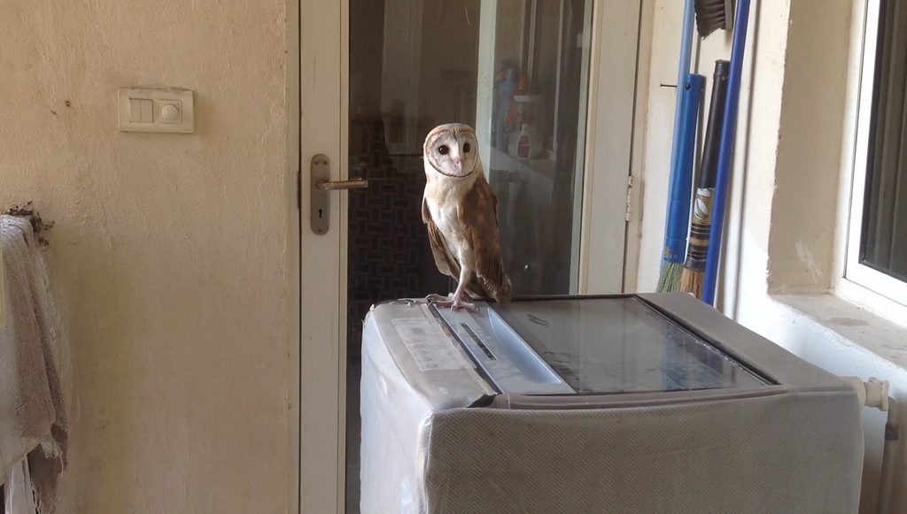 Woke up this morning to find an owl on our washing machine (India) - Not mine, Owl, Suddenly, Milota