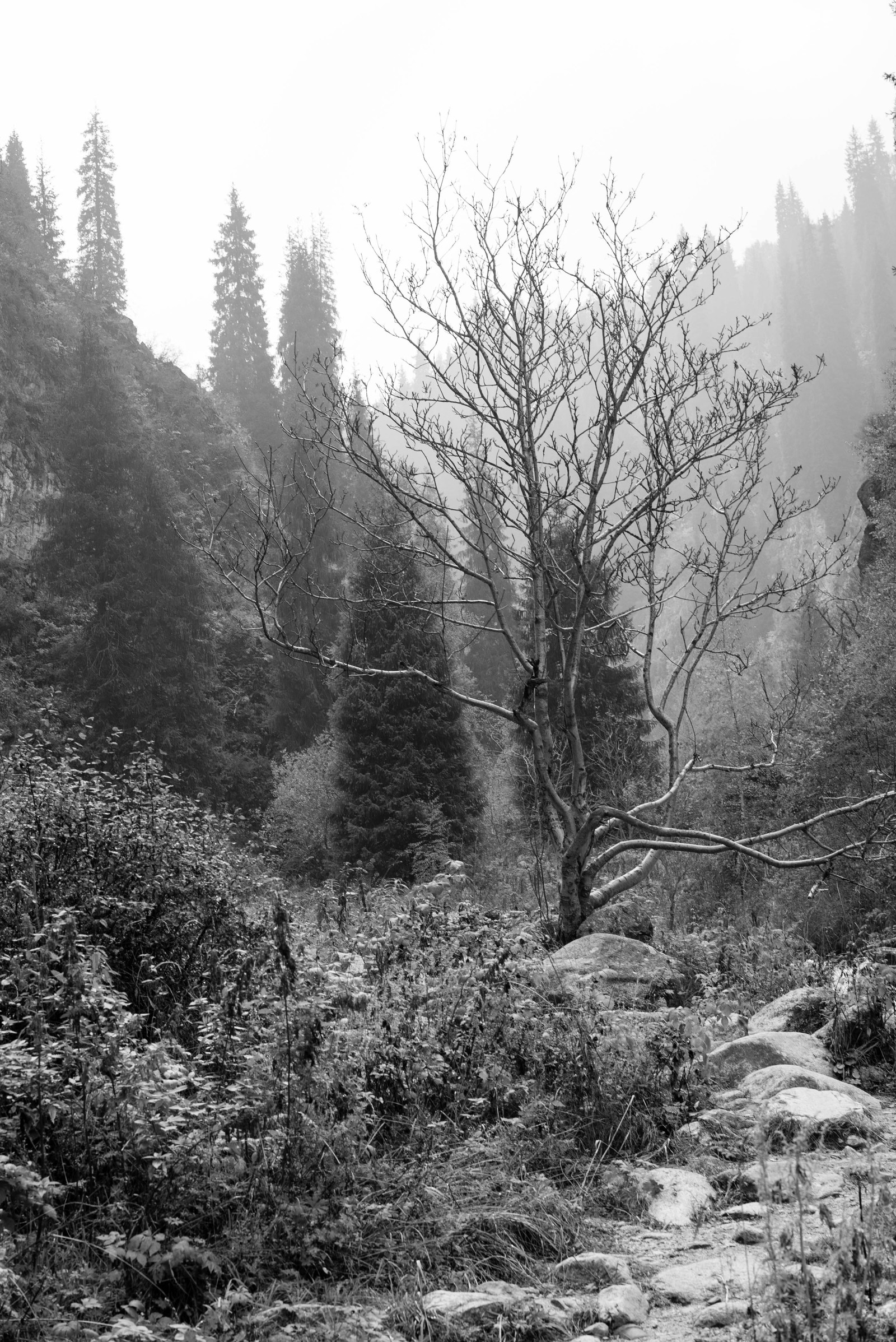 Almarasan gorge fog and monochrome - My, Photo, Black and white, Nature, Kazakhstan, Longpost