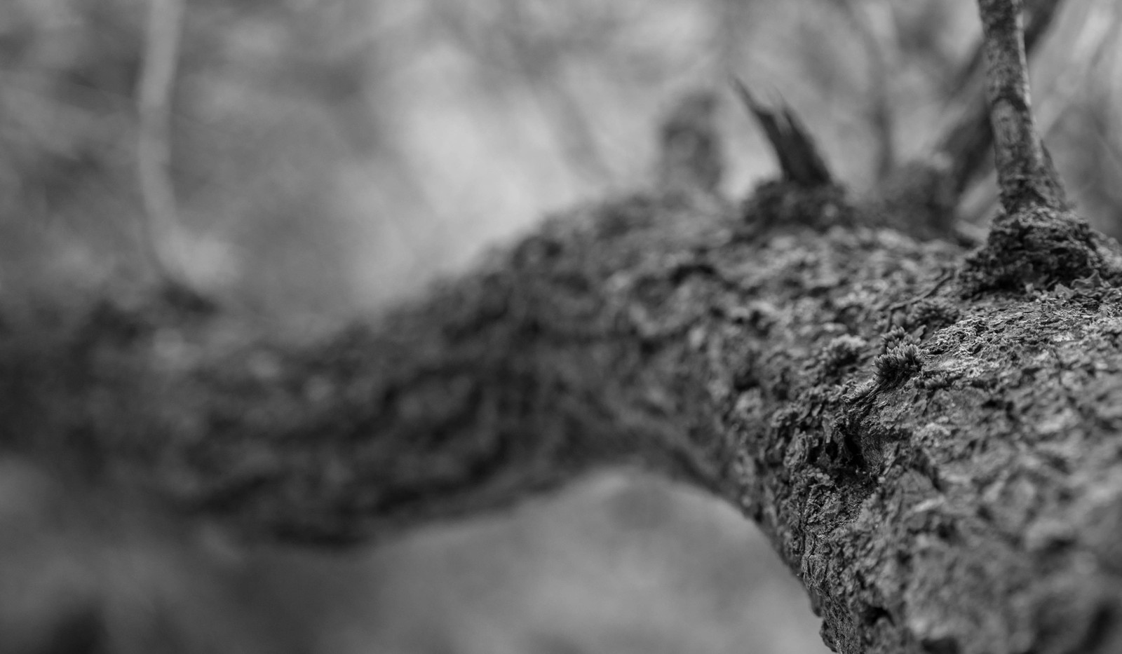 Almarasan gorge fog and monochrome - My, Photo, Black and white, Nature, Kazakhstan, Longpost