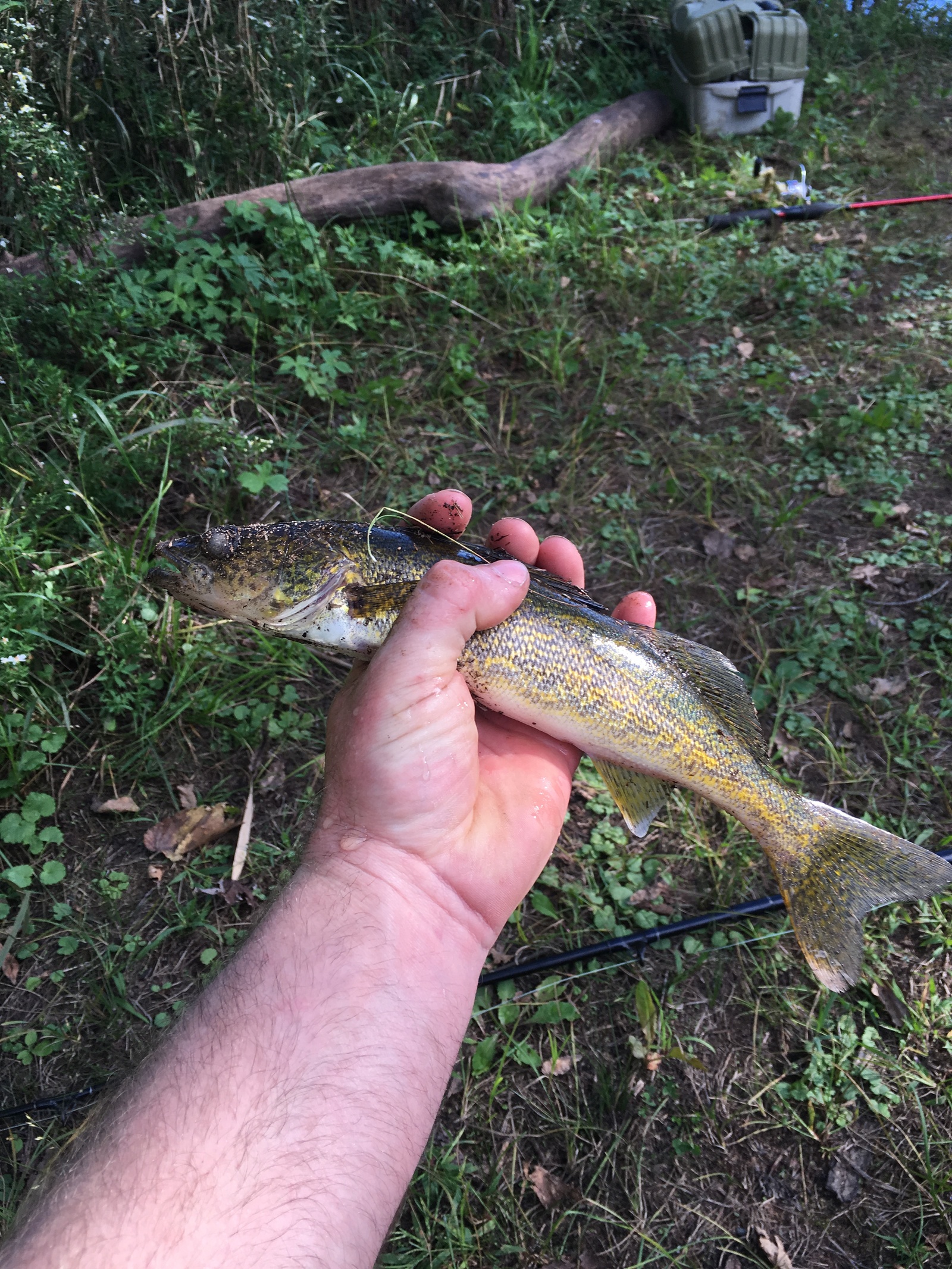 Рыбалка на Saint crouix river minnesota - Моё, Первый пост, Рыбалка, Длиннопост