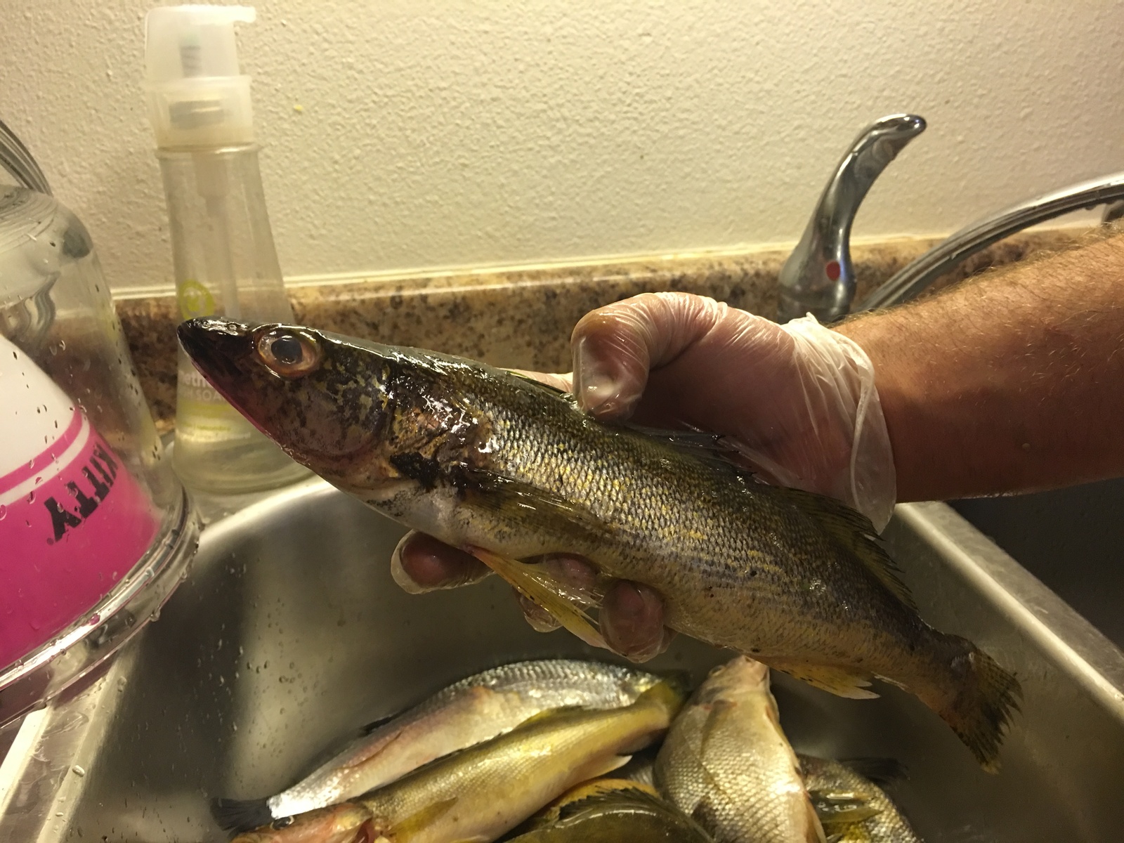 Fishing on Saint crouix river minnesota - My, First post, Fishing, Longpost