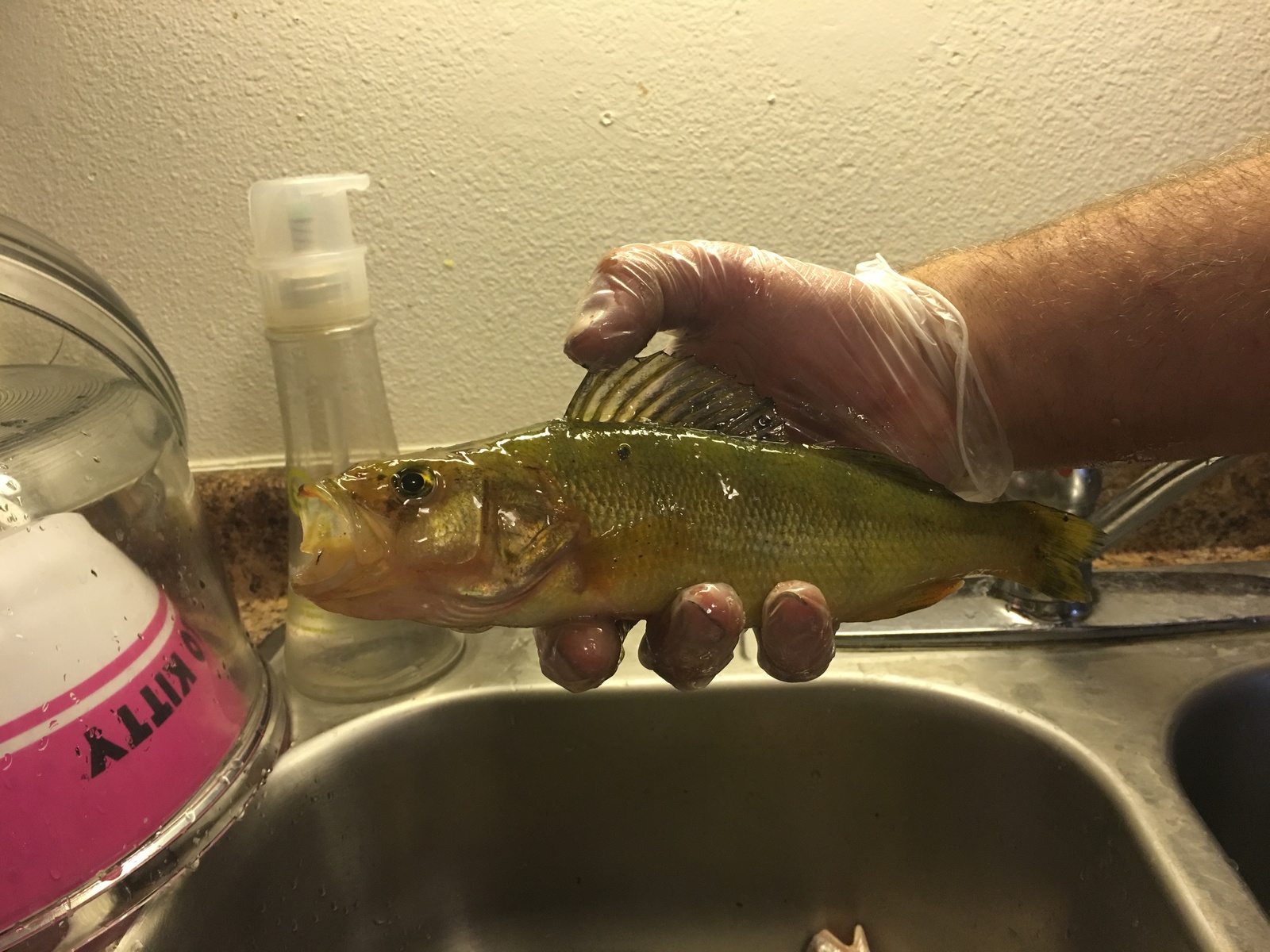 Fishing on Saint crouix river minnesota - My, First post, Fishing, Longpost