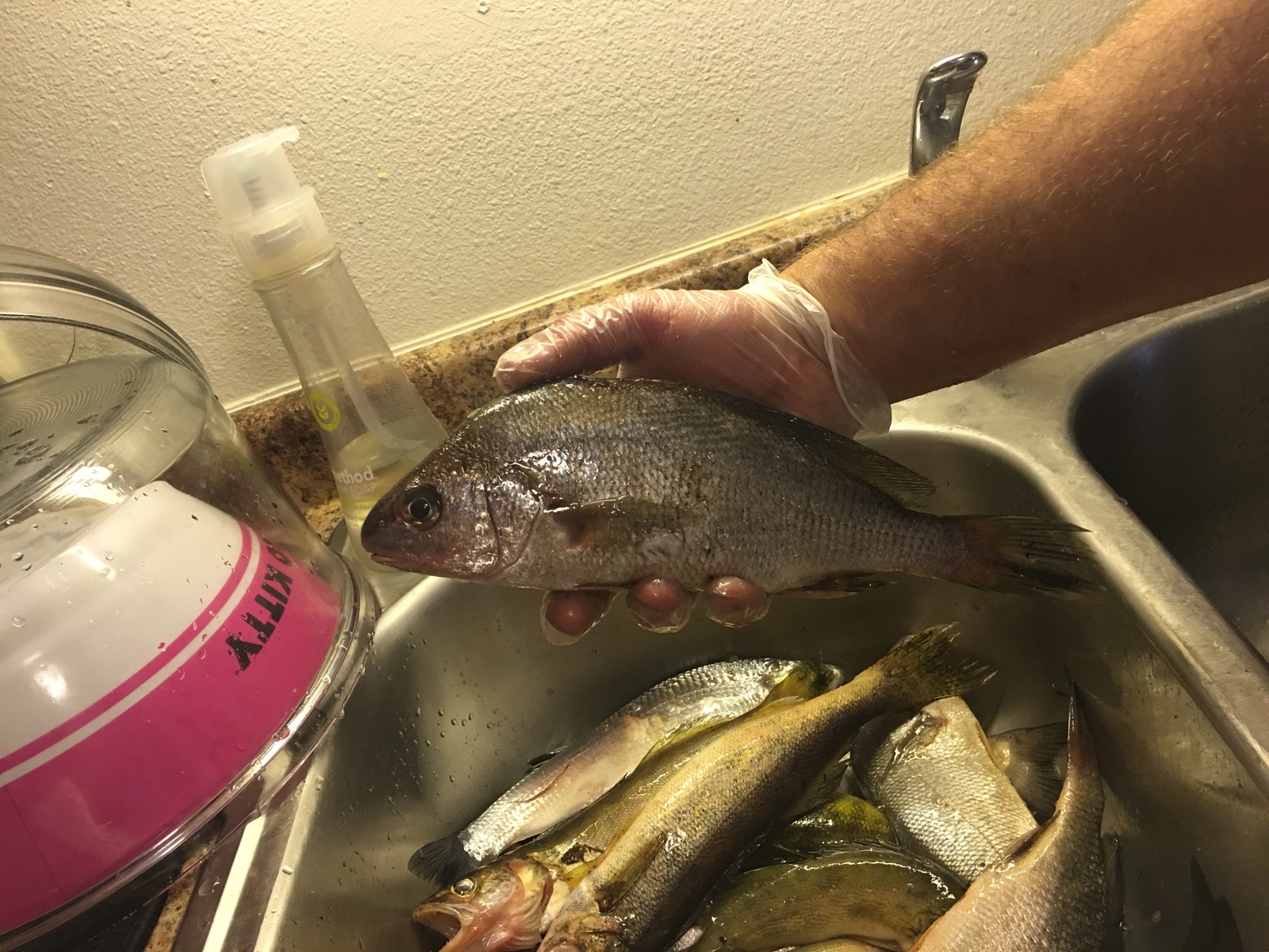 Fishing on Saint crouix river minnesota - My, First post, Fishing, Longpost