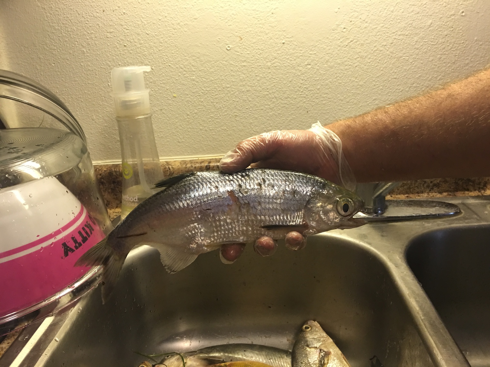 Fishing on Saint crouix river minnesota - My, First post, Fishing, Longpost