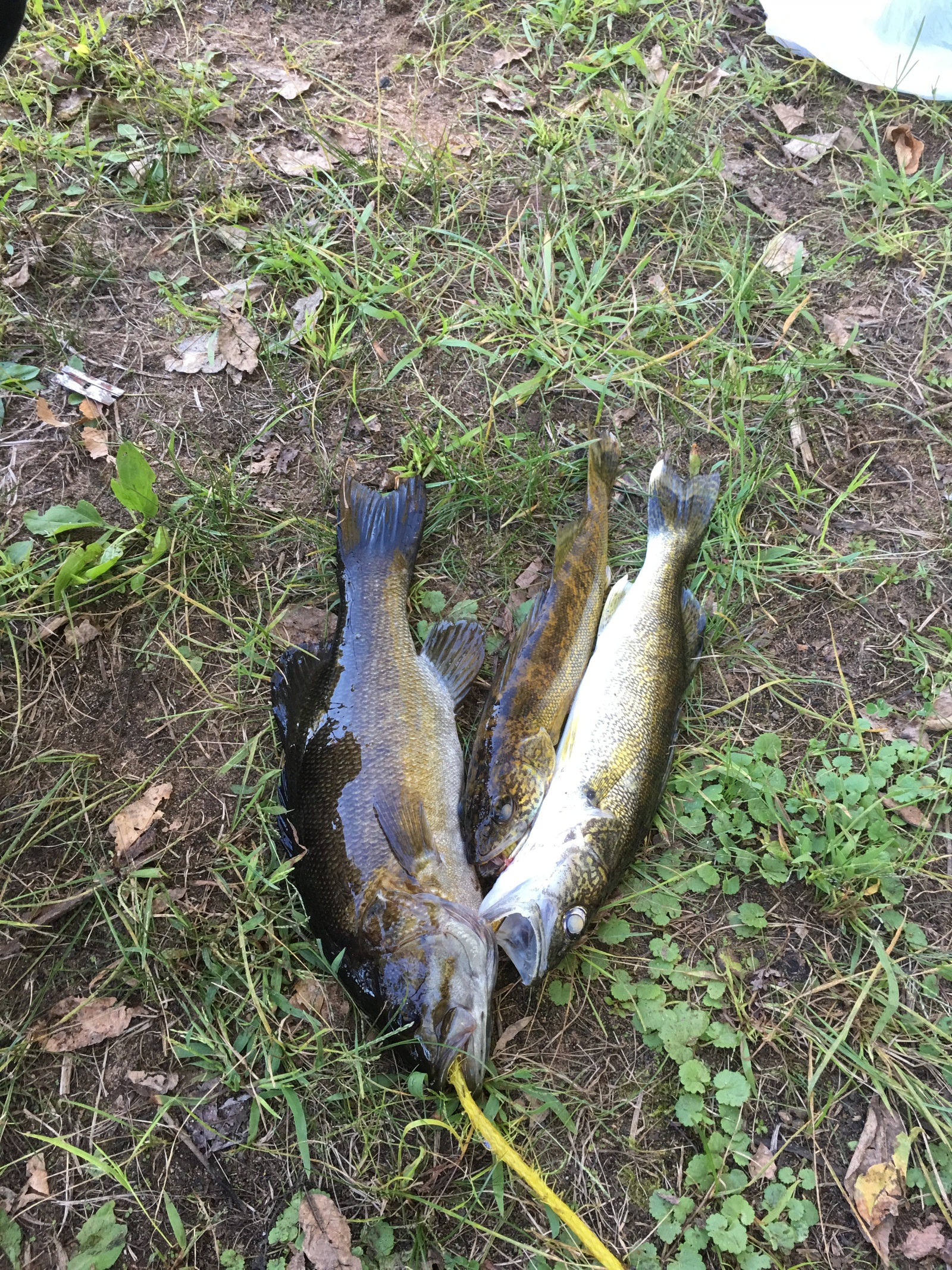 Fishing on Saint crouix river minnesota - My, First post, Fishing, Longpost