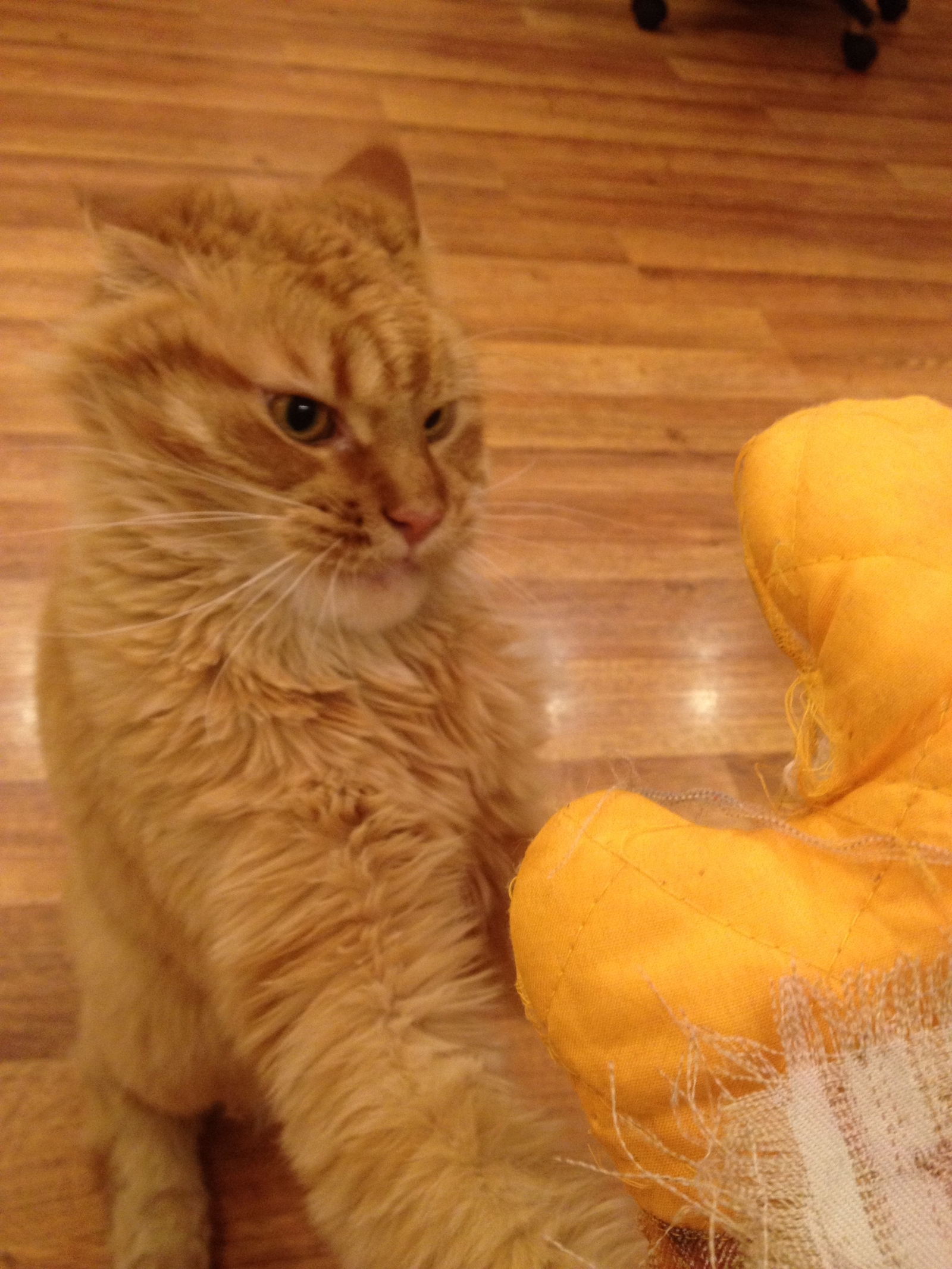 Maine Coon Felix and Anger Mitten. How do you unleash the fury of your pets? - My, Maine Coon, cat, Potholder, Rage, Blood, Mortal kombat, Longpost