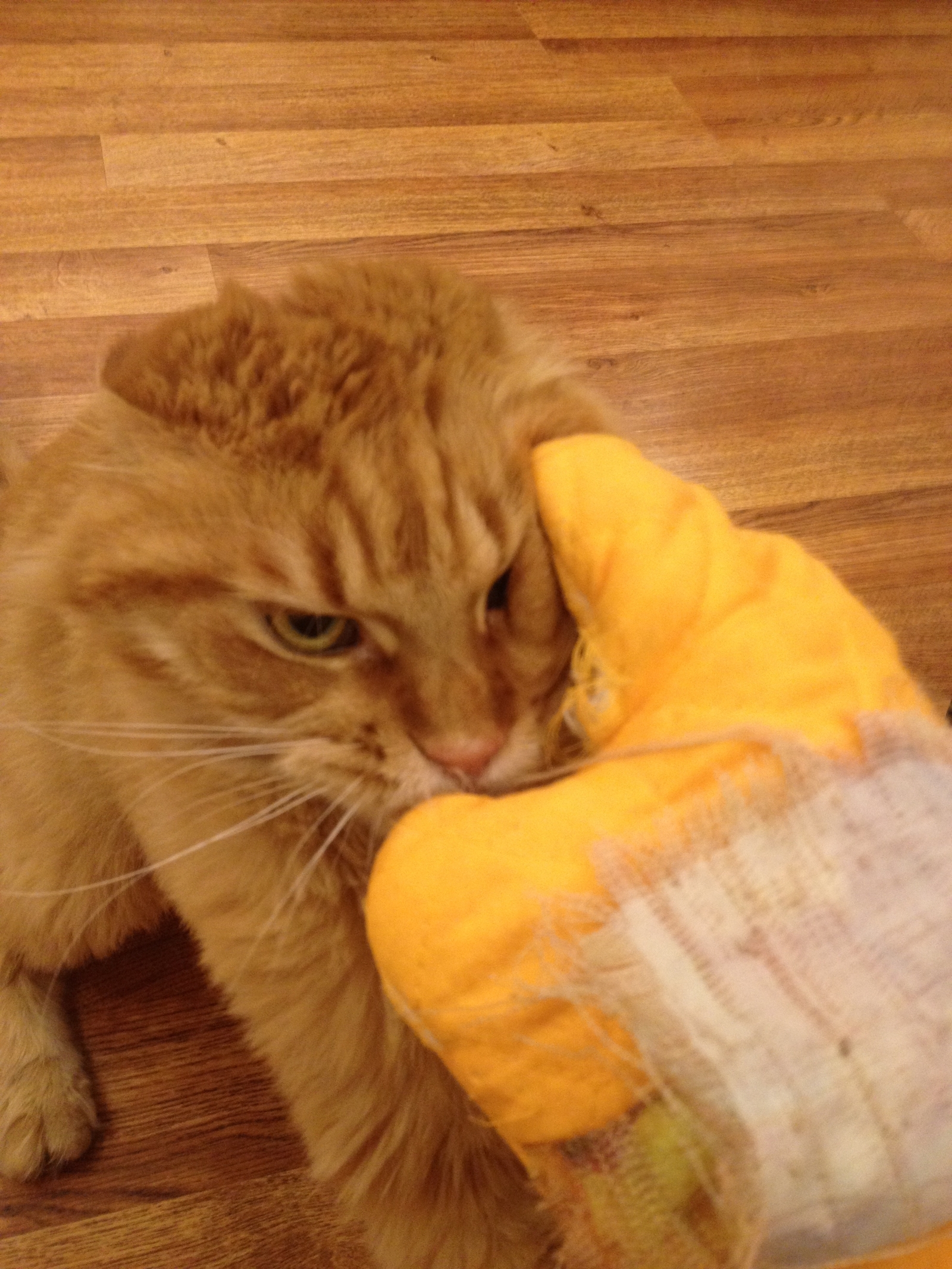 Maine Coon Felix and Anger Mitten. How do you unleash the fury of your pets? - My, Maine Coon, cat, Potholder, Rage, Blood, Mortal kombat, Longpost