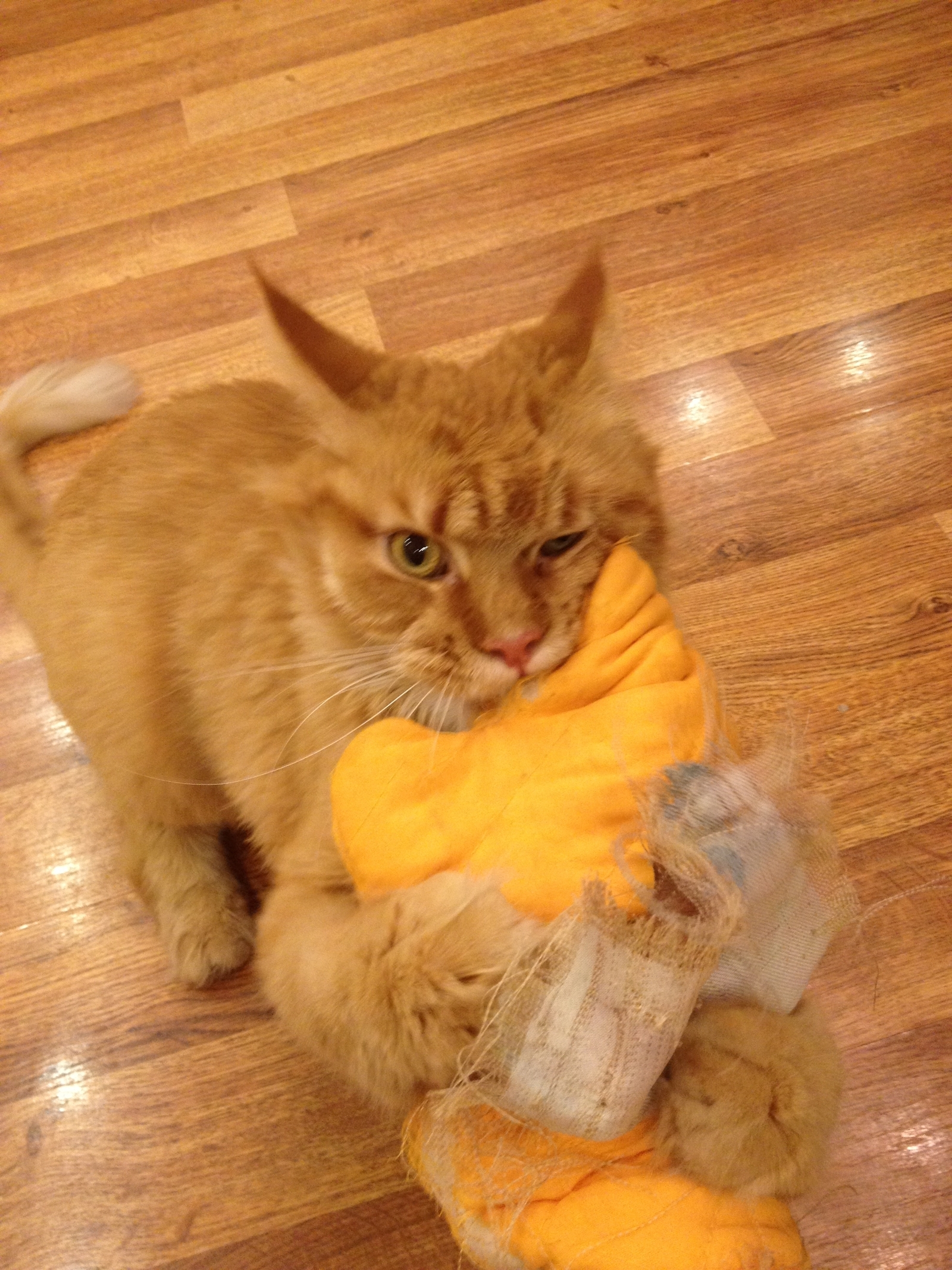 Maine Coon Felix and Anger Mitten. How do you unleash the fury of your pets? - My, Maine Coon, cat, Potholder, Rage, Blood, Mortal kombat, Longpost