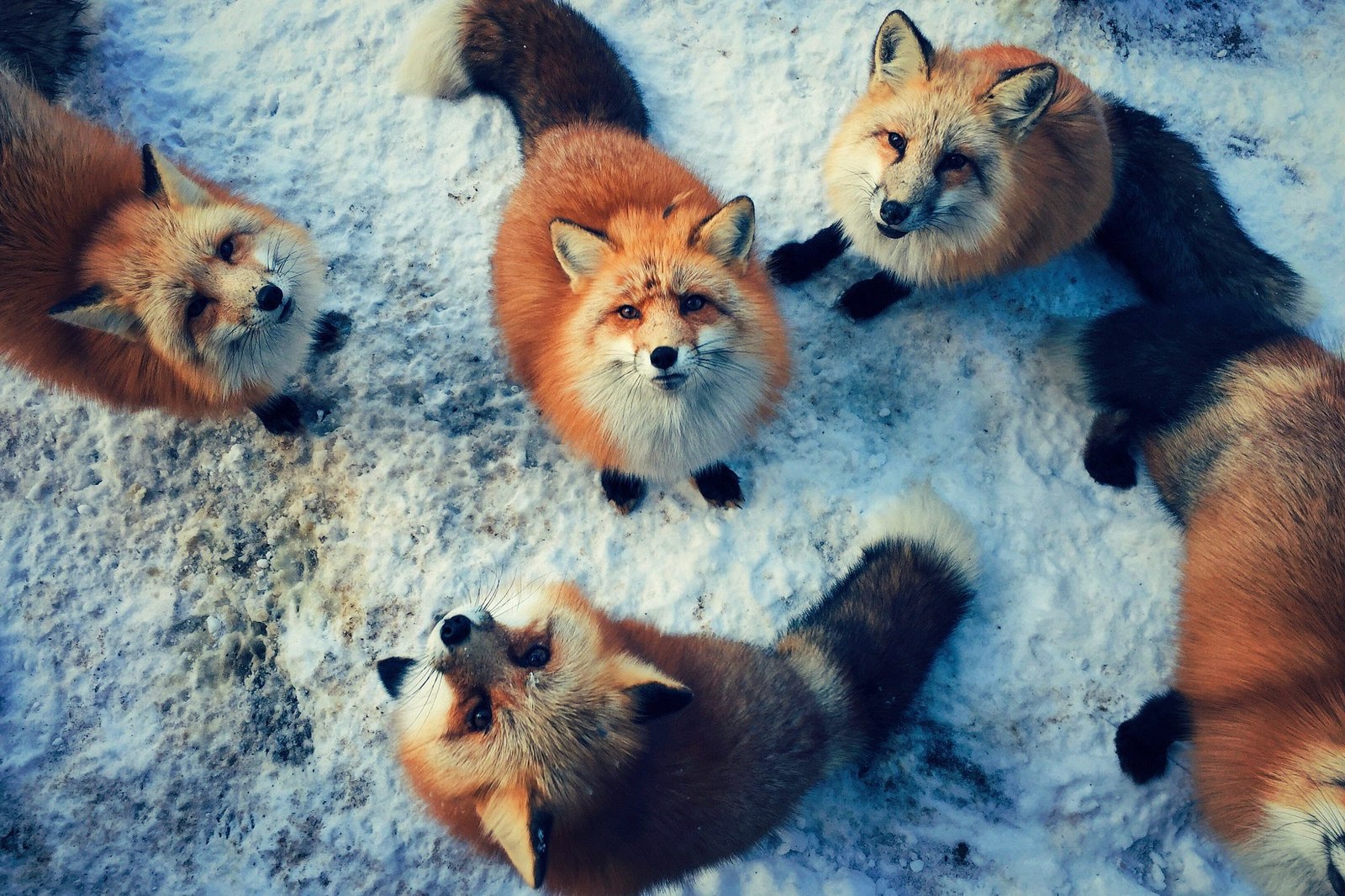 Waiting for tasty treats - Fox, Fyr, Milota, Animals, , Chic, Tail