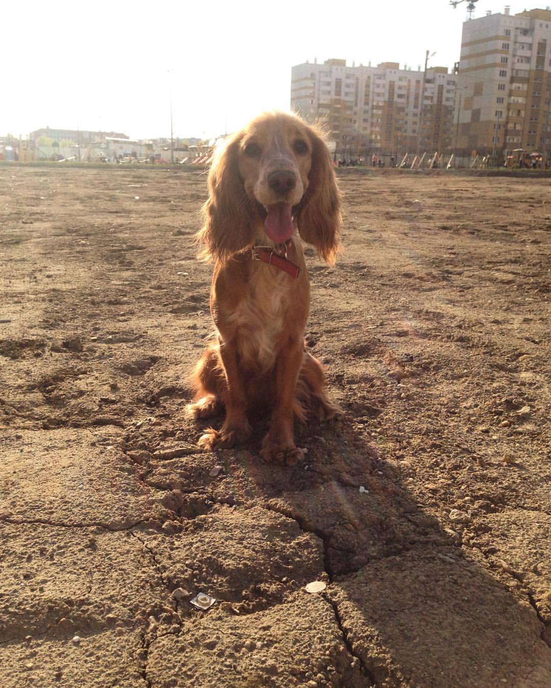 Against the backdrop of posts - My, Dog, Friend, 