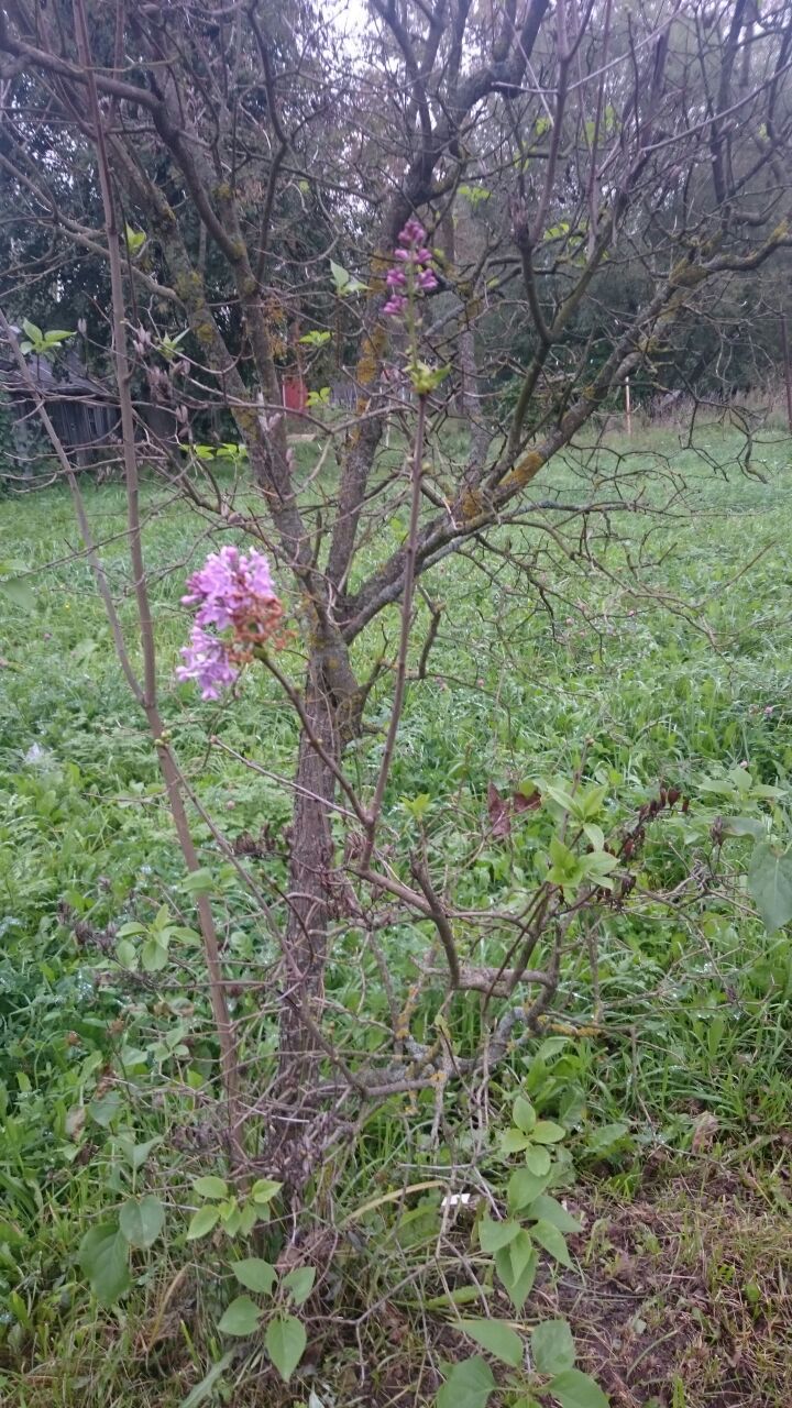 Lilac in September - My, Lilac, September, Longpost