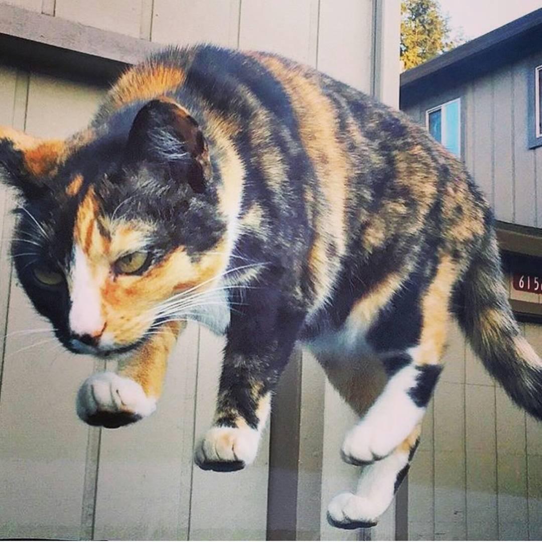 Levitation is easy! - cat, Levitation