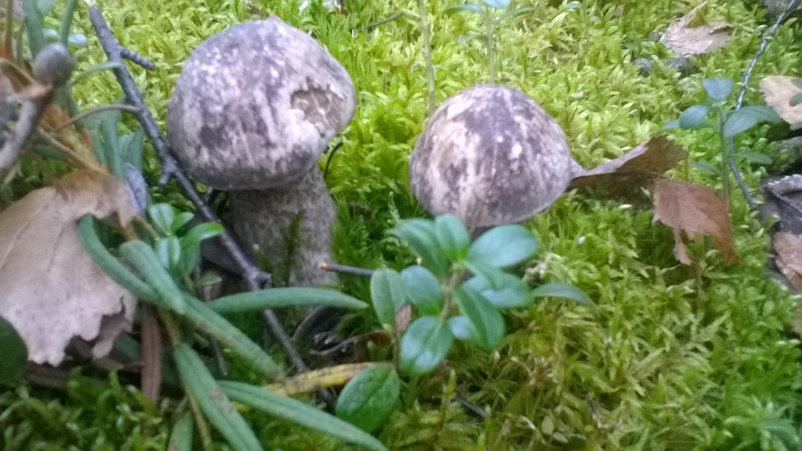 Mushrooms this year ... a lot - My, Mushrooms, Forest, Relaxation, Longpost