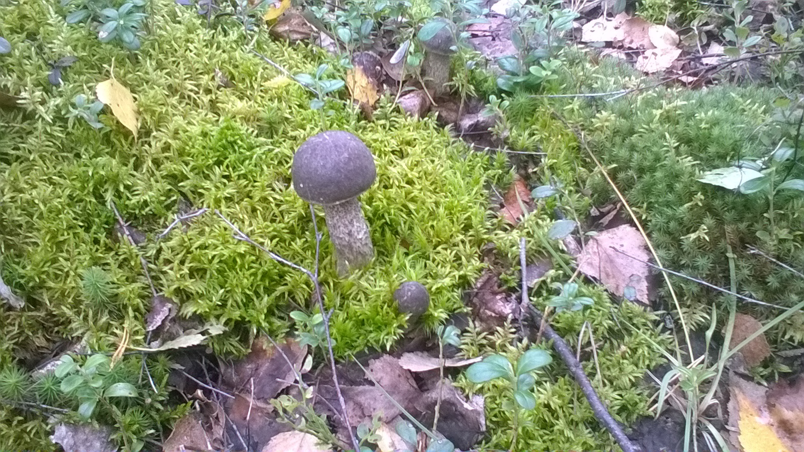 Mushrooms this year ... a lot - My, Mushrooms, Forest, Relaxation, Longpost