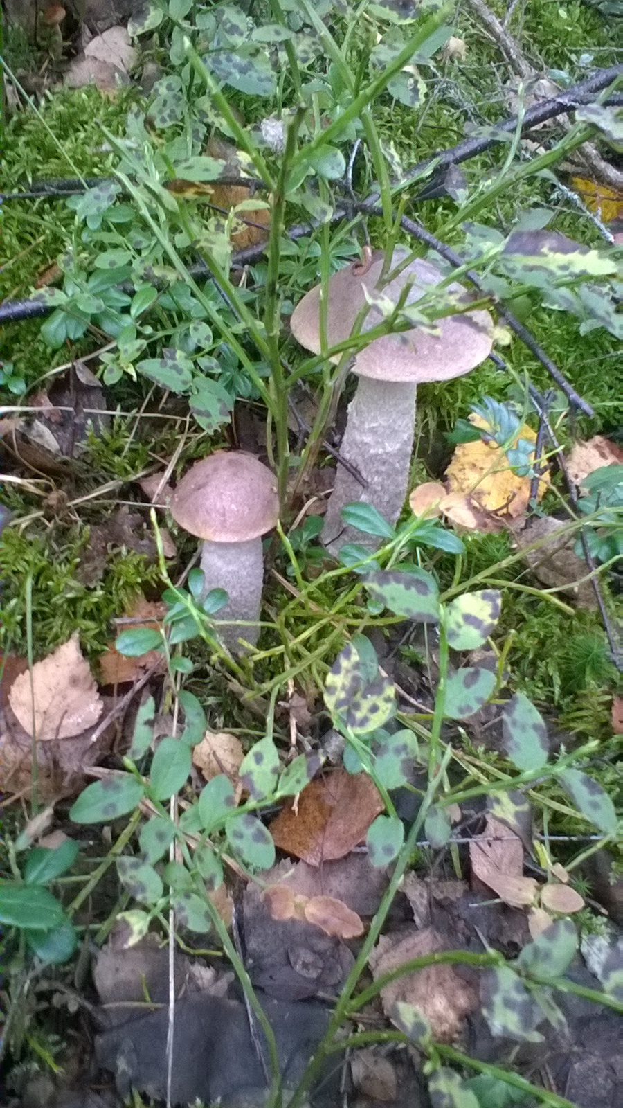 Mushrooms this year ... a lot - My, Mushrooms, Forest, Relaxation, Longpost