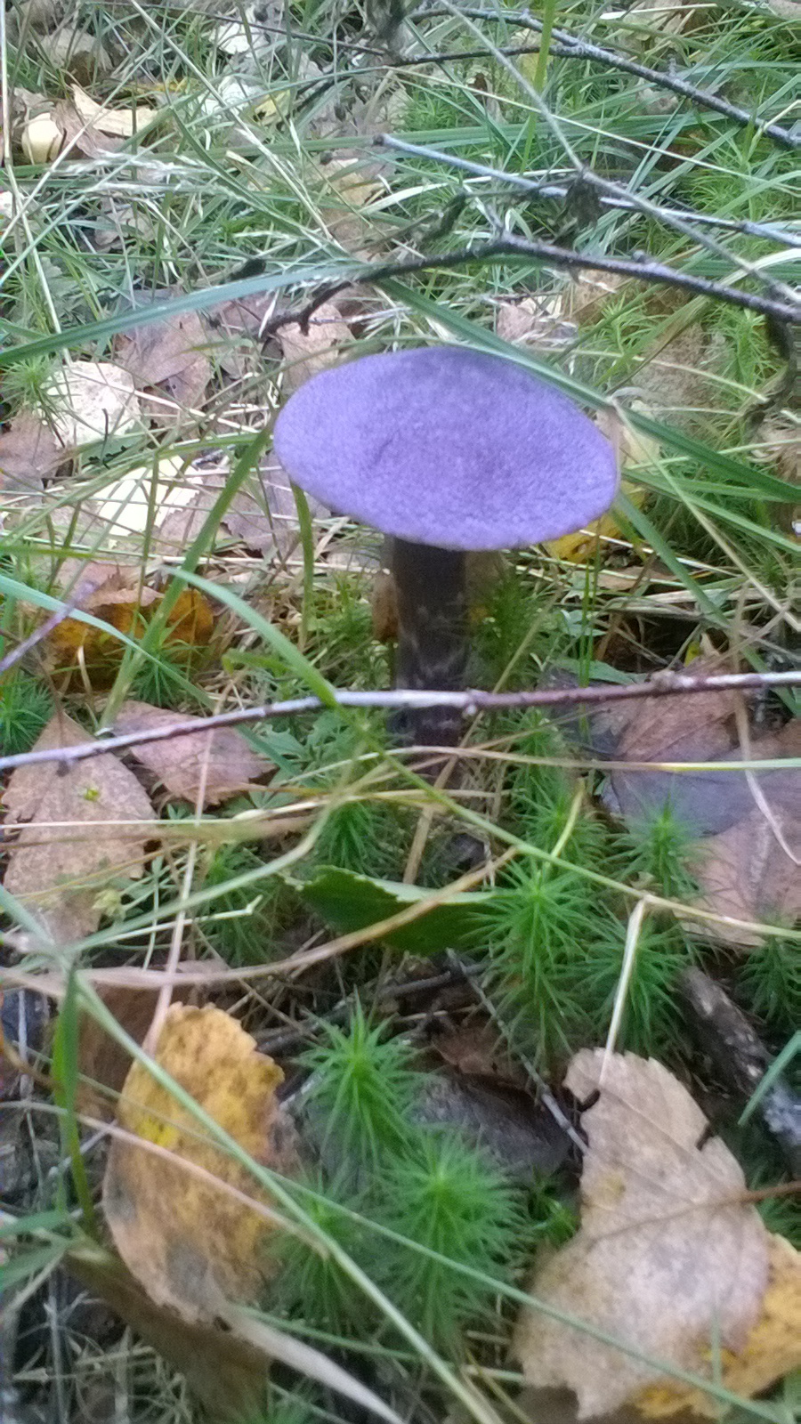 Mushrooms this year ... a lot - My, Mushrooms, Forest, Relaxation, Longpost