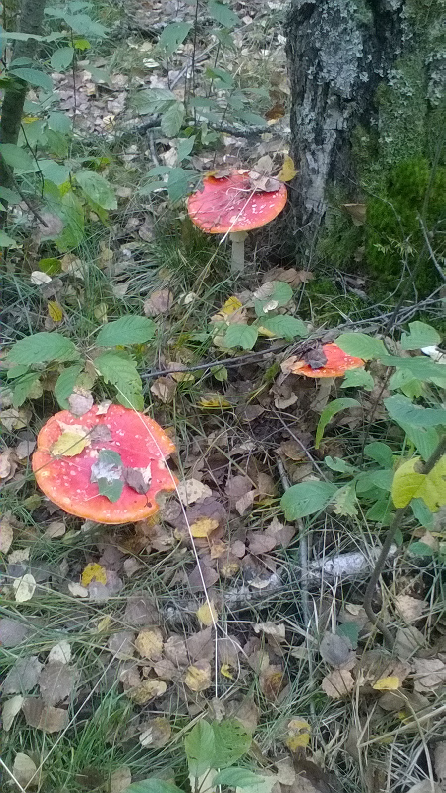 Mushrooms this year ... a lot - My, Mushrooms, Forest, Relaxation, Longpost