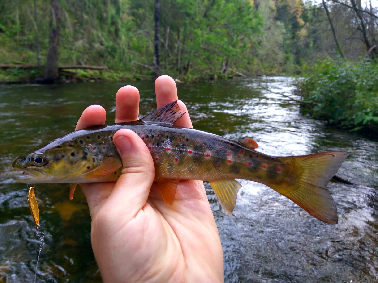 Trout fishing - My, Fishing, Trout, Catching, Relaxation, River, Longpost