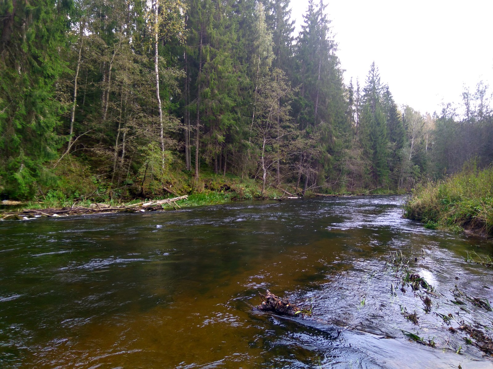 Trout fishing - My, Fishing, Trout, Catching, Relaxation, River, Longpost