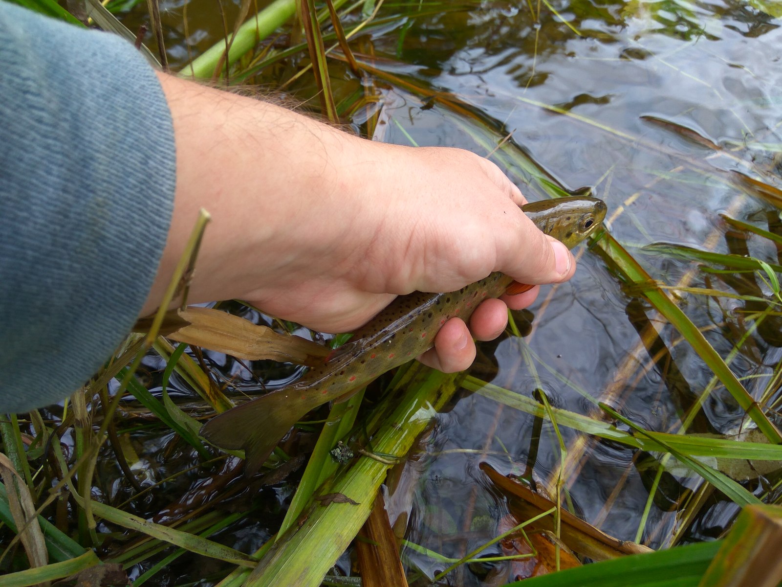 Trout fishing - My, Fishing, Trout, Catching, Relaxation, River, Longpost