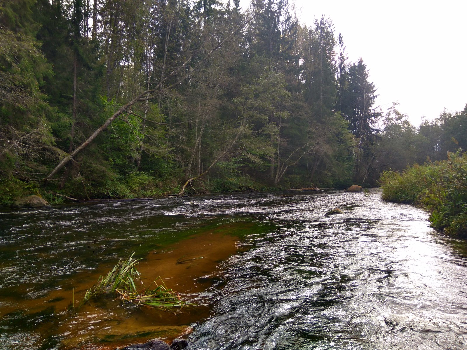 Trout fishing - My, Fishing, Trout, Catching, Relaxation, River, Longpost