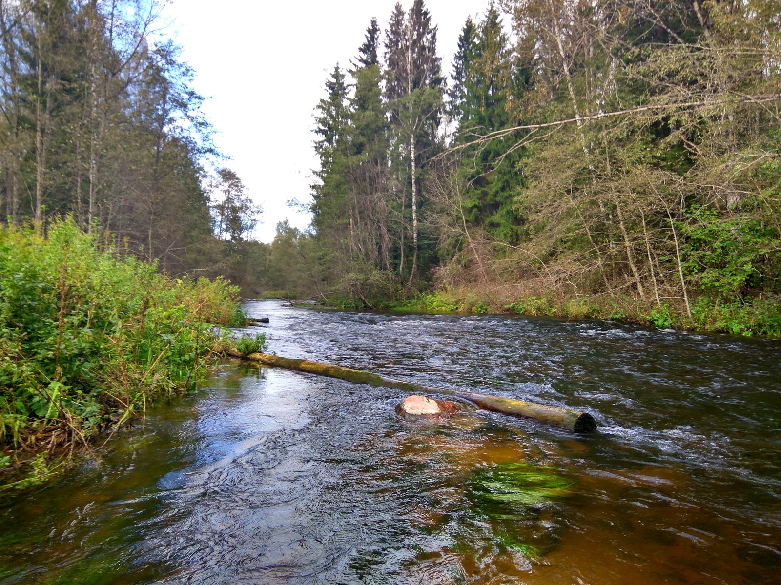 Trout fishing - My, Fishing, Trout, Catching, Relaxation, River, Longpost