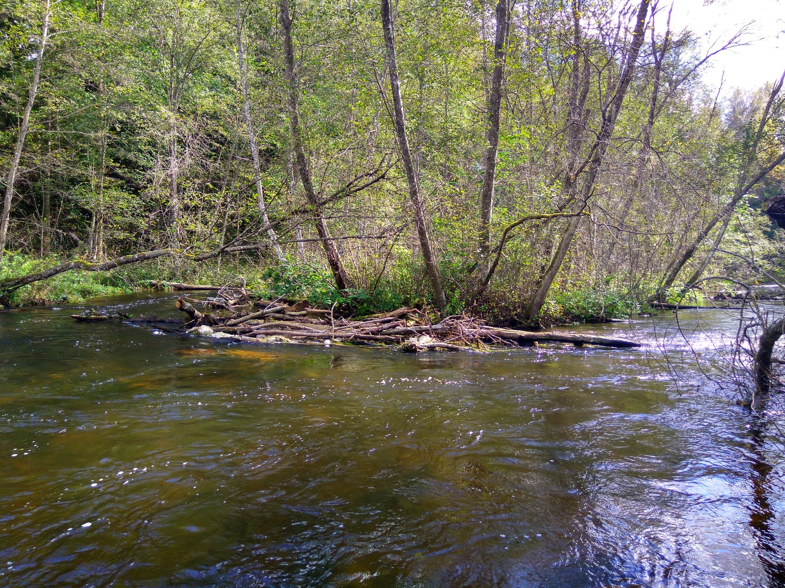 Trout fishing - My, Fishing, Trout, Catching, Relaxation, River, Longpost