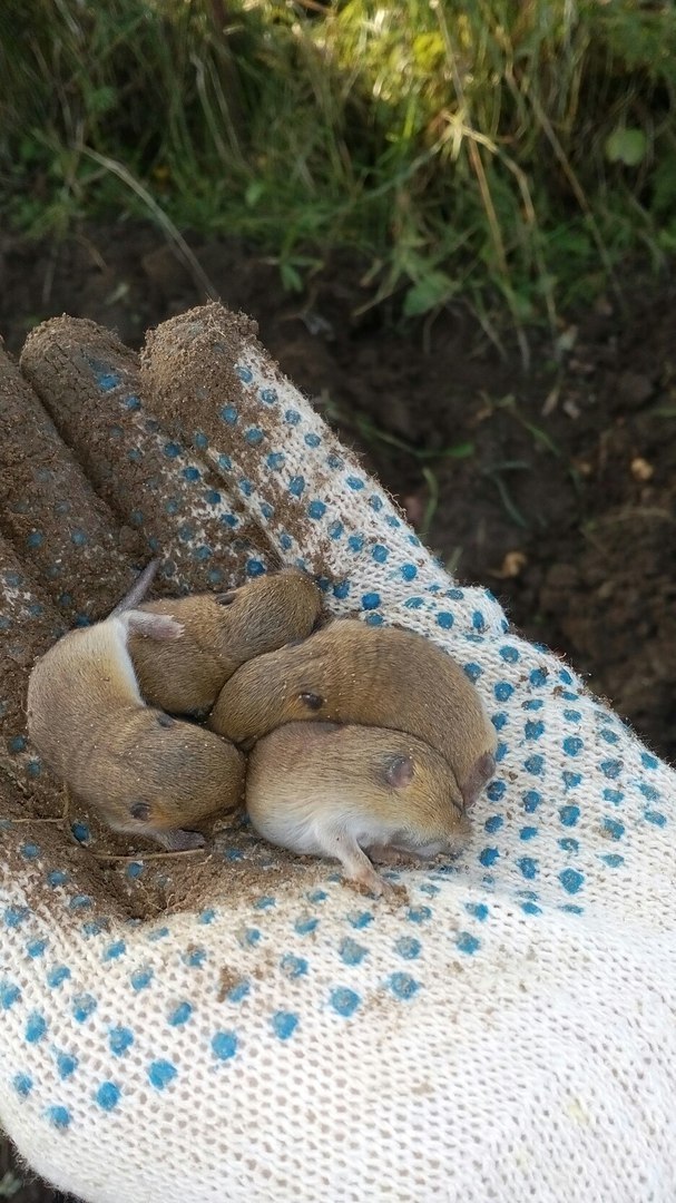 Harvest - My, Mouse, Potato, Harvest, Text