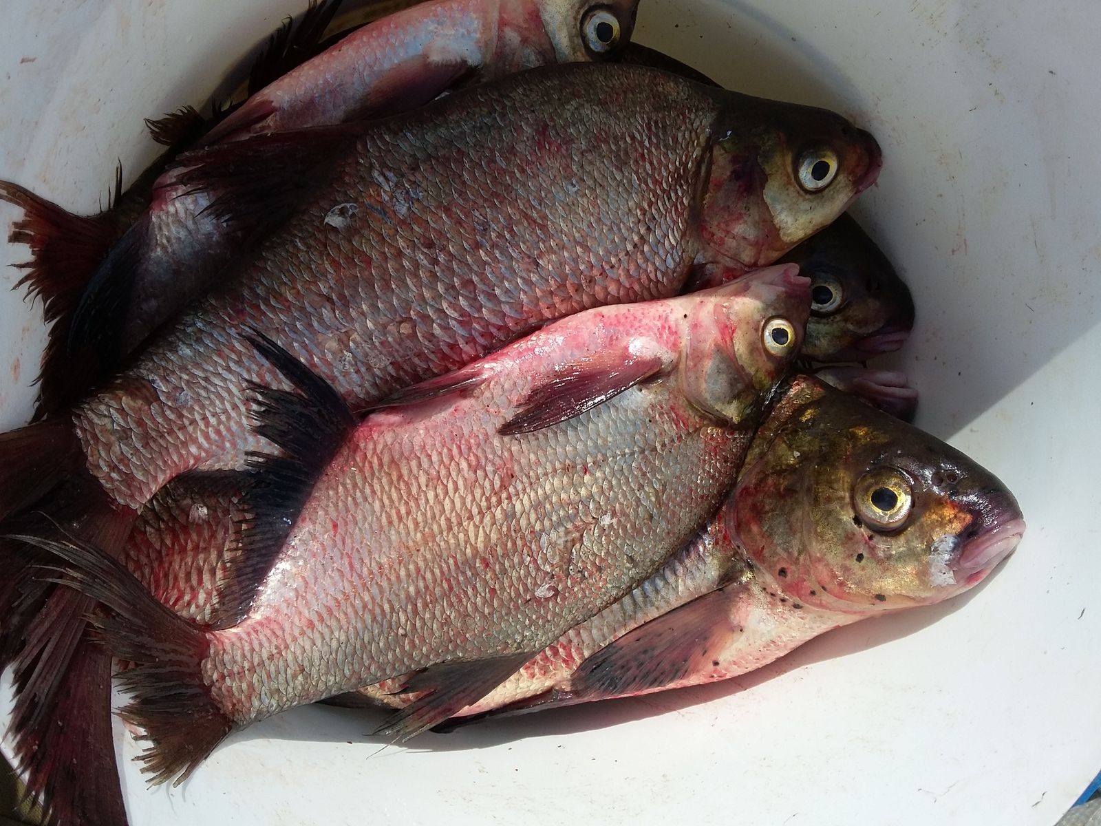 How to go fishing. Volga river, Samara region. - My, Bream, Fishing, Nature, Longpost, Volga river