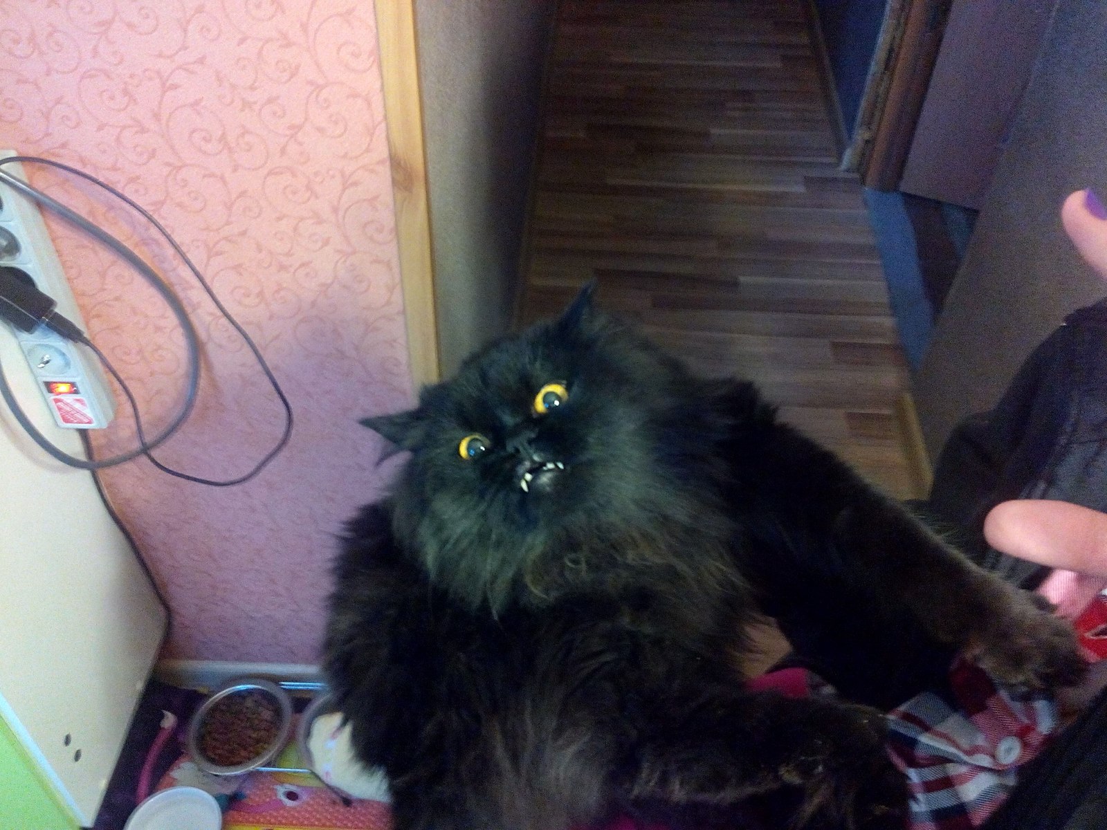 When your cat is the messenger of Satan :D - My, cat, For the glory of Satan, Black cat