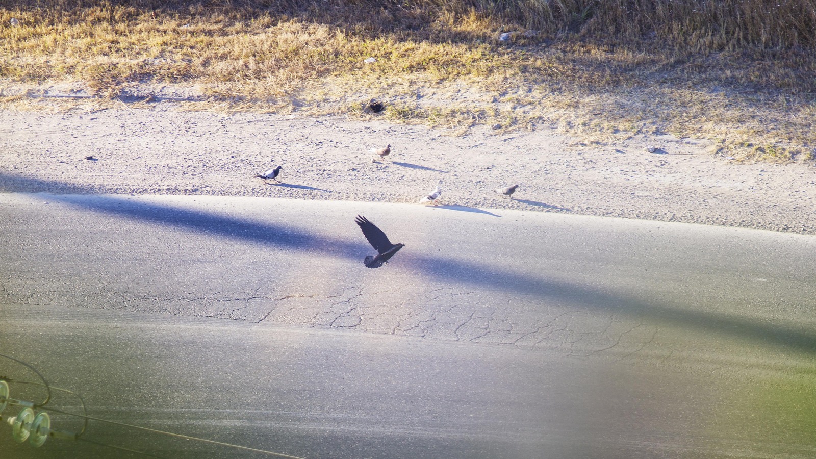 Raven Yasha and his sidekick. - My, Crow, Birds, Pigeon, The photo, Soviet optics, 