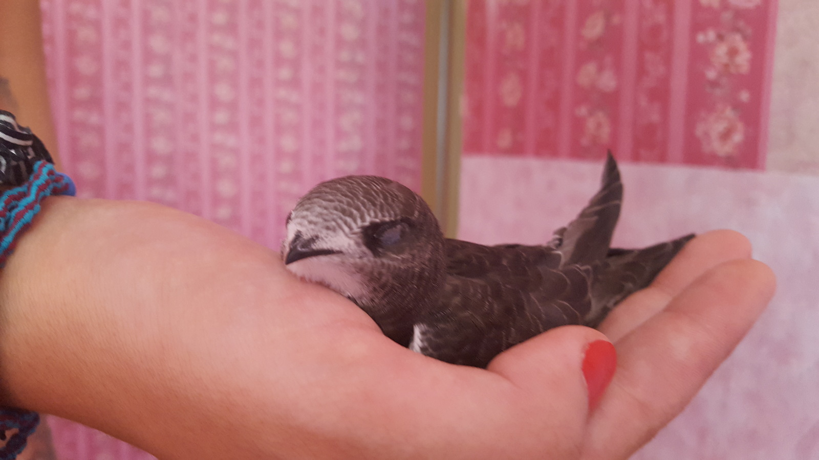 Saving an ordinary swift. - My, Swift, Birds, Kindness, Crimea, Longpost