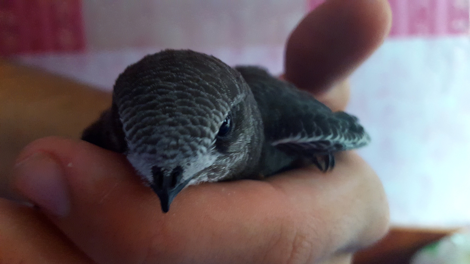 Saving an ordinary swift. - My, Swift, Birds, Kindness, Crimea, Longpost