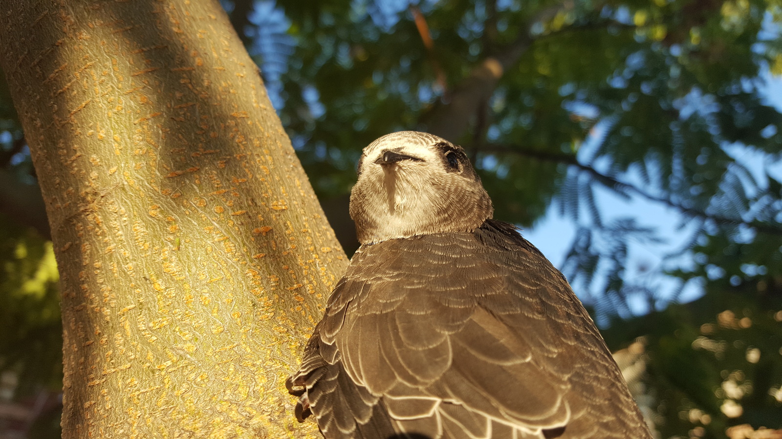 Saving an ordinary swift. - My, Swift, Birds, Kindness, Crimea, Longpost